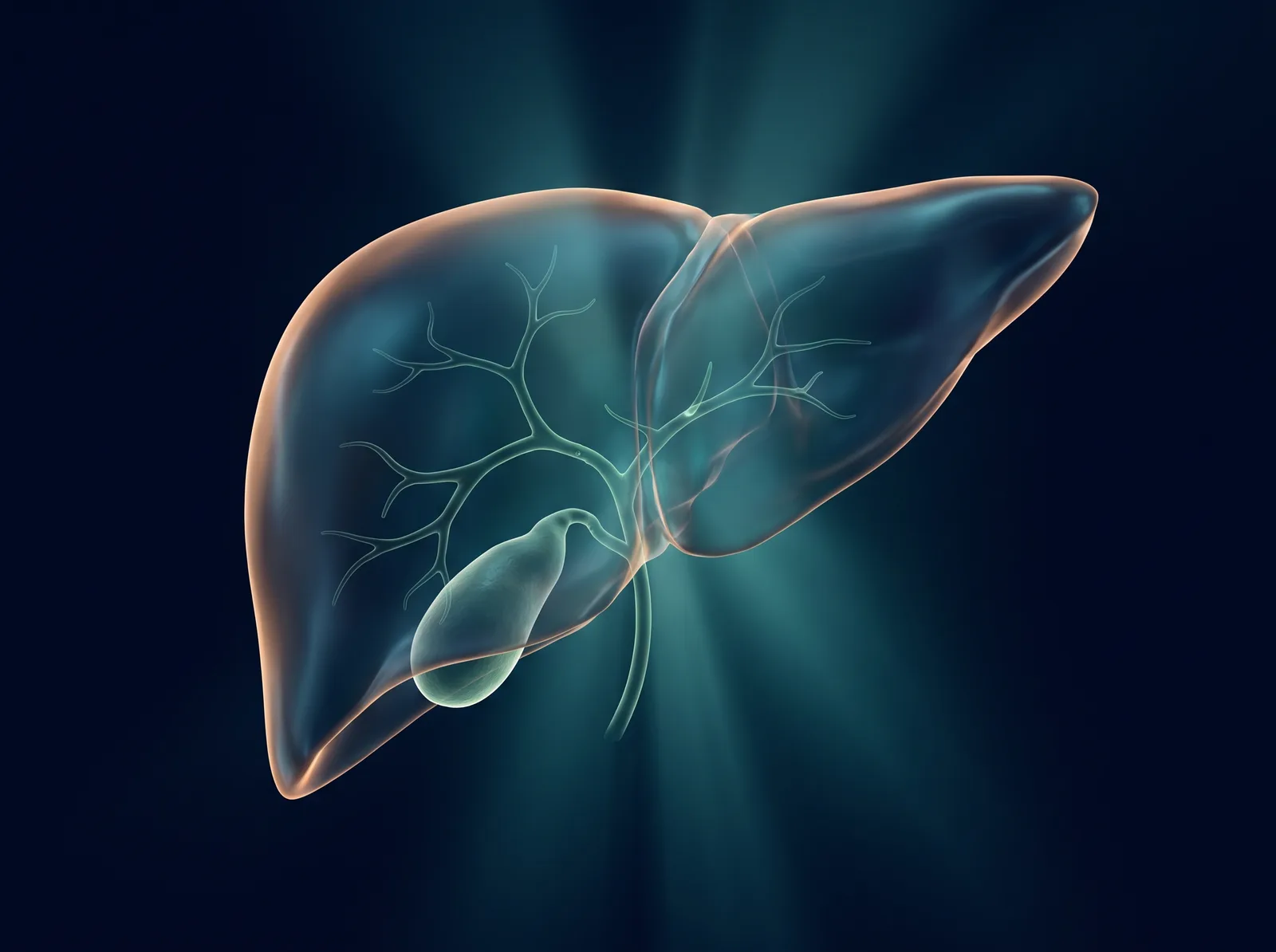 Medical illustration of the liver seen from the front with the branching bile ducts inside it, and the pear shaped gallbladder tucked under the lower edge of the liver draining into the duct that leads away from it.